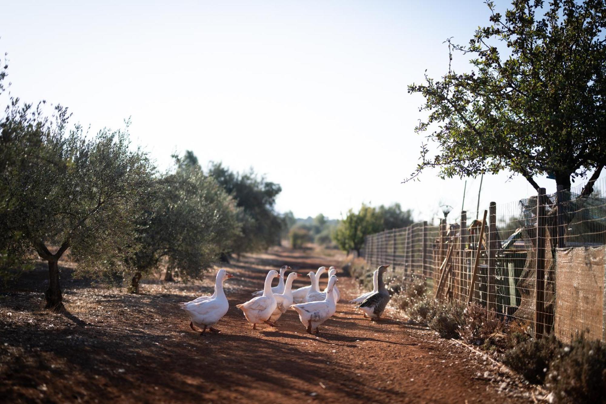 Eumelia Organic Agrotourism Farm Hotell Goúvai Eksteriør bilde